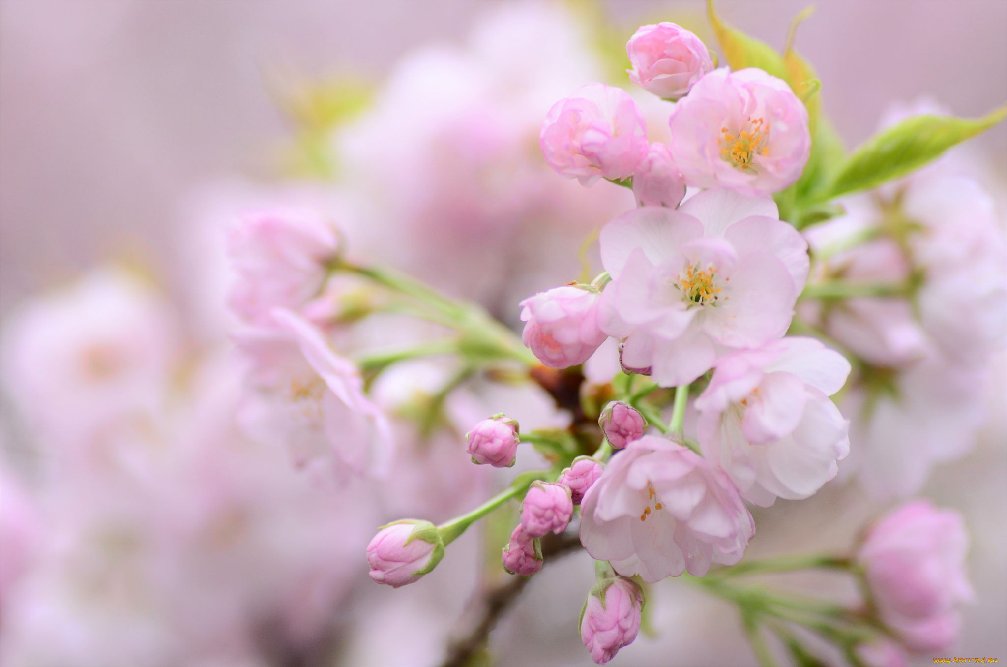 Нежная сакура. Нежные весенние цветы. Цветы Сакуры. Нежный цветок Сакуры. Нежность Сакура.